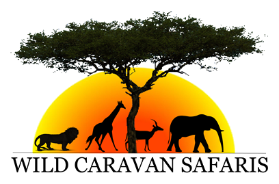 caravan wilk safari